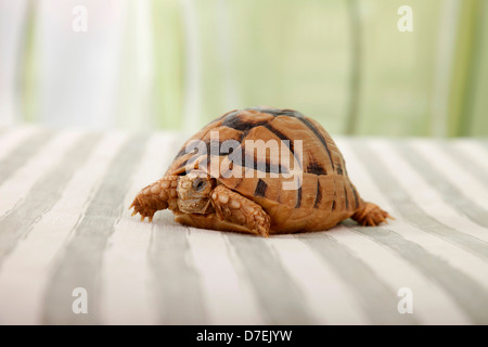 Ägyptische Landschildkröte Stockfoto