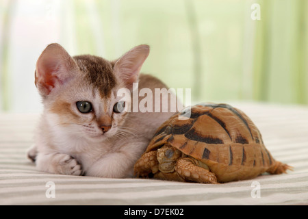 Singapura Kitten Stockfoto