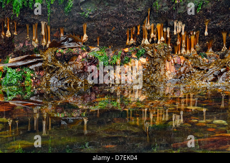 Intertidal Organismen bei Ebbe. Haida Gwaii Queen Charlotte Inseln Gwaii Haanas NP British Columbia Kanada Stockfoto