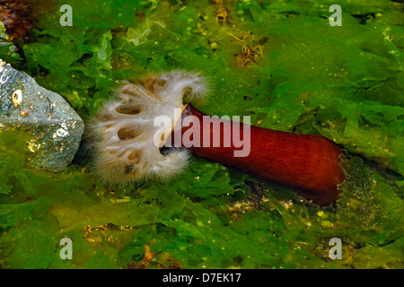 Intertidal Organismen bei Ebbe. Haida Gwaii Queen Charlotte Inseln Gwaii Haanas NP British Columbia Kanada Stockfoto