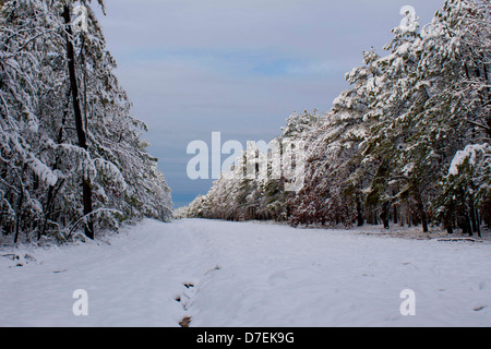 Einen verschneiten Pfad mit geschmolzenem Fußabdrücke in die Pine barrens Stockfoto