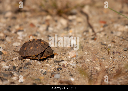 Ein Jungtier-Kasten-Schildkröte gefunden mit Ei-Zahn intakt Stockfoto