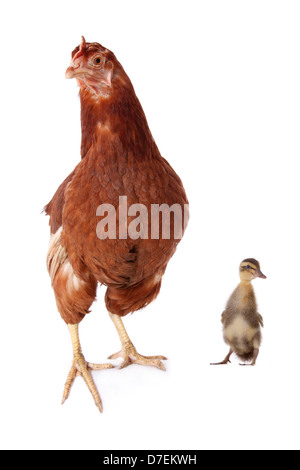 Huhn und Ente Stockfoto