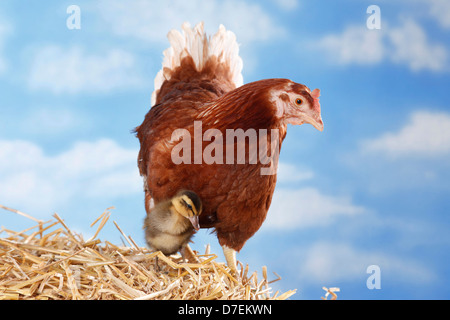 Huhn und Ente Stockfoto