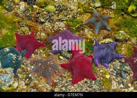 Intertidal Organismen bei Ebbe. Fledermaus-Sternen. Haida Gwaii Queen Charlotte Inseln Gwaii Haanas NP British Columbia Kanada Stockfoto