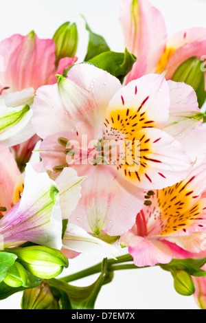 Blumen-Bündel aus mehreren rosa Alstroemeria isoliert auf weißem Hintergrund Stockfoto