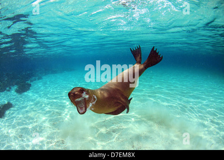 Verspielte Seelöwen unter Wasser auf den Galapagos Inseln Stockfoto