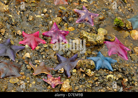 Intertidal Organismen bei Ebbe. Fledermaus-Sternen. Haida Gwaii Queen Charlotte Inseln Gwaii Haanas NP British Columbia Kanada Stockfoto