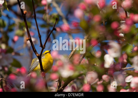 Ein blau-winged Warbler thront in rosa Blume Baum Stockfoto