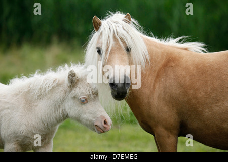 Mini-Shetland-Ponys Stockfoto