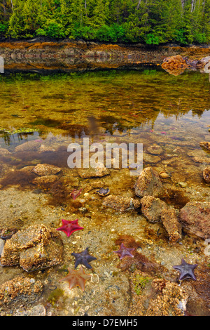 Intertidal Organismen bei Ebbe. Fledermaus-Sternen. Haida Gwaii Queen Charlotte Inseln Gwaii Haanas NP British Columbia Kanada Stockfoto