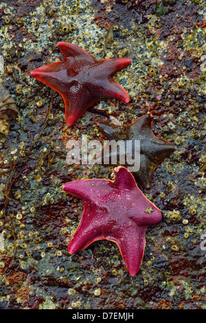 Intertidal Organismen bei Ebbe. Fledermaus-Sternen. Haida Gwaii Queen Charlotte Inseln Gwaii Haanas NP British Columbia Kanada Stockfoto