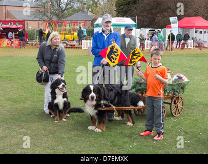 Eine Familie aus der Pennine Berner Fuhrleute mit ihren Berner Sennenhunde im Show Ring in Preston Park Stockton on Tees Stockfoto