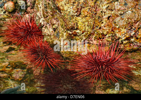 Intertidal Organismen bei niedrigen Gezeiten rote Seeigel Haida Gwaii Queen Charlotte Islands Gwaii Haanas NP British Columbia Kanada Stockfoto