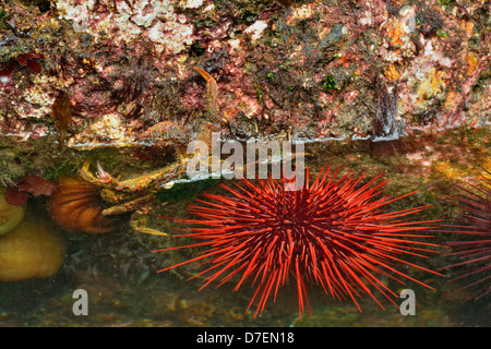 Intertidal Organismen bei niedrigen Gezeiten rote Seeigel Haida Gwaii Queen Charlotte Islands Gwaii Haanas NP British Columbia Kanada Stockfoto