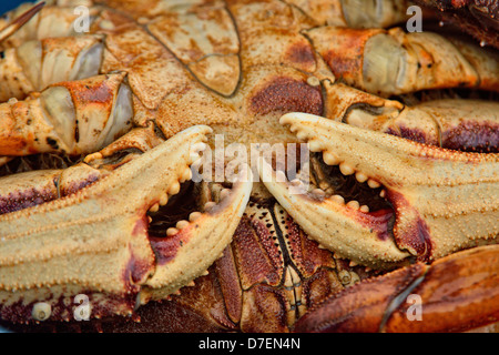 Dungeness Krabbe-Frau Krebs Magister Haida Gwaii Queen Charlotte Islands Gwaii Haanas NP British Columbia Kanada Stockfoto