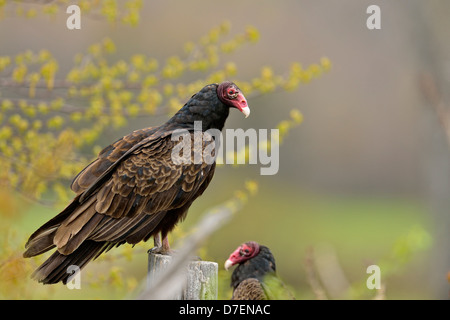 Truthahngeier (Cathartes Aura) Nester auf einem fencepost, in der Nähe der Sheguiandah Manitoulin Island, Ontario, Kanada Stockfoto