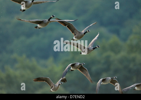 Kanadagans (Branta canadensis) Schar Flucht, Niagara College Feuchtgebiete, Welland, Ontario, Kanada Stockfoto