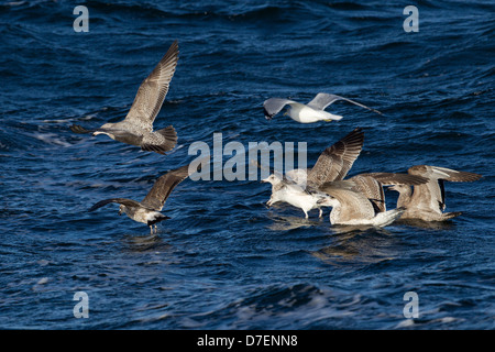 Weniger Black-Backed Möwen mit mehreren Great Black-Backed Möwen und Silbermöwe Stockfoto