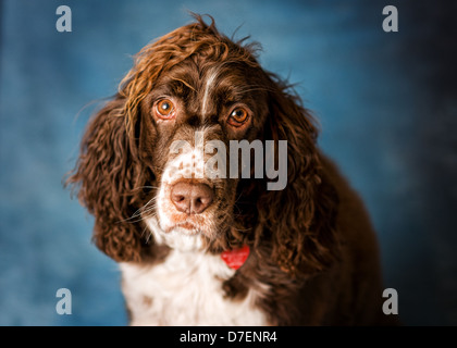 süße Englisch Springer Spaniel blickte in die Kamera Stockfoto