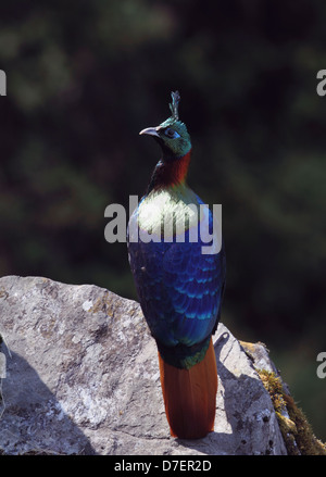 Schlacht von Farben. Himalayan Monal Fasan in seinem Lebensraum auf dem Weg zum Tungnath in Kedarnath Wildlife Sanctuary, Indien Stockfoto