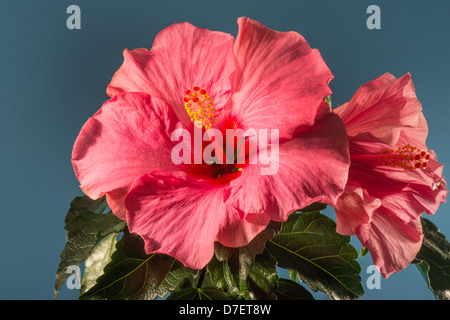 Hibiskus Blume Studio gedreht Rosemallow friered Feuer rot feuerrot Hibiscus Rosa-Sinensis Blumengarten reiche Liebe schönes Haus pur Stockfoto