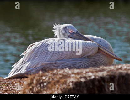 Krauskopfpelikan (Pelecanus Crispus) Stockfoto