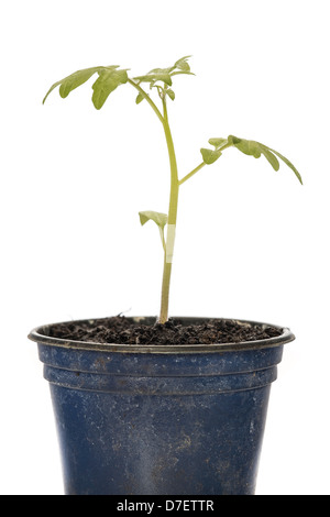 Tomaten Pflanzen Keimling in einem Topf auf einem weißen Hintergrund Stockfoto