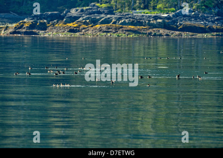 Rhinoceros auklet (Cerohinca monocerata) Herde, Haida Gwaii (Queen Charlotte Islands) Gwaii Haanas National Park, British Columbia, Kanada Stockfoto