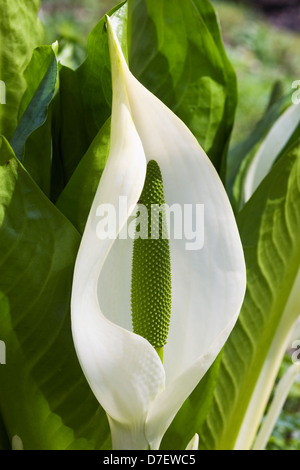 Lysichiton Camtschatcensis. Skunk Cabbage in einem englischen Moor-Garten. Stockfoto