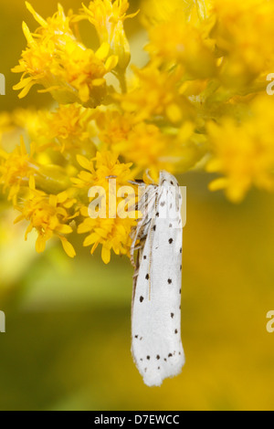 Weiße Hermelin, sitzen auf solidago Stockfoto