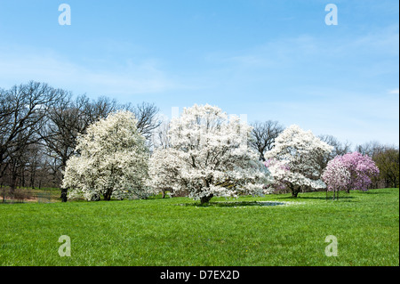 Stern-Magnolienbäume in voller Blüte zu Morton Arboretum in Lisle, Illinois. Stockfoto