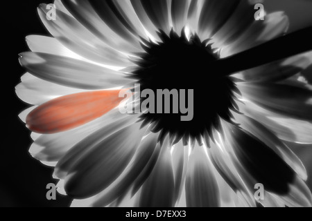 Backlit Gerbera Blume. Stockfoto