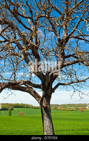 Young-Walnussbaum in Farmland - Frankreich. Stockfoto