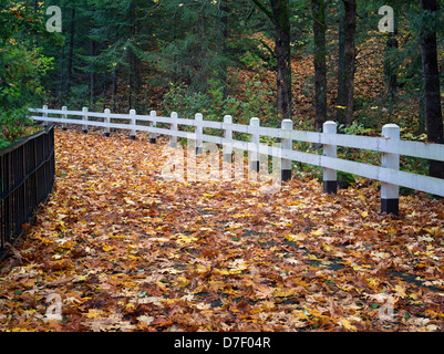 Straße in Hunger Creek mit Herbst farbige Big Leaf Ahorn-Blätter. Columbia River Gorge National Scenic Bereich, Oregon Stockfoto