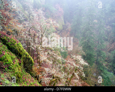 Eichen mit Moos und Herbstfarben und Gog. Eagle Creek Trail. Columbia River Gorge National Scenic Bereich, Oregon Stockfoto