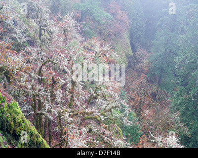 Eichen mit Moos und Herbstfarben und Gog. Eagle Creek Trail. Columbia River Gorge National Scenic Bereich, Oregon Stockfoto