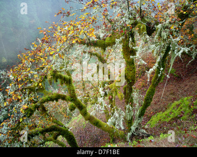 Eichen mit Moos und Herbstfarben und Gog. Eagle Creek Trail. Columbia River Gorge National Scenic Bereich, Oregon Stockfoto