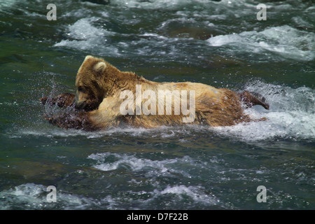 Ein Alaskan Braunbär fängt einen springenden Sockeye Lachs entlang Brooks Falls 5. Juli 2006 in Katmai Nationalpark, Alaska. Stockfoto