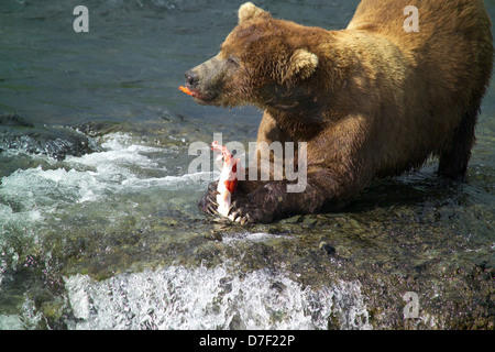 Ein Alaskan Braunbär fängt einen springenden Sockeye Lachs entlang Brooks Falls 20. Juli 2006 in Katmai Nationalpark, Alaska. Stockfoto