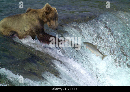 Ein Alaskan Braunbär fängt einen springenden Sockeye Lachs entlang Brooks Falls 5. Juli 2006 in Katmai Nationalpark, Alaska. Stockfoto