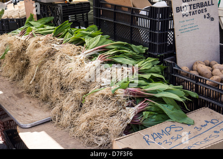 Die gesuchten Verwandte der Zwiebel, Rampen, sind in der Union Square Greenmarket in New York zu sehen Stockfoto