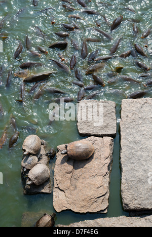 Zum Sonnenbaden Schildkröten auf Felsen und Karpfen im Teich des Parks Stockfoto