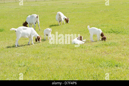 Ziegen, Capra aegagrus hircus, und Kinder, auf der Weide. Oklahoma, USA Stockfoto