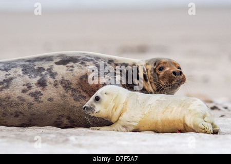 Baby Grey Seal (Halichoerus Grypus) Entspannung am Strand mit ihrer Mutter Stockfoto