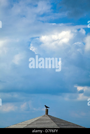 Eine Krähe auf einem Schuppen am Strand, auf dem Hintergrund der dramatischen Wolkenhimmel. Stockfoto