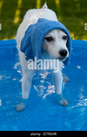 Jack-Russell-Terrier stehend im Pool mit Waschlappen über seinem Kopf Abkühlung an einem heißen Sommertag. Stockfoto