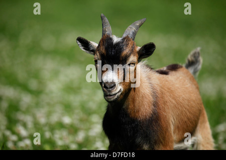 Pygmy goat Stockfoto