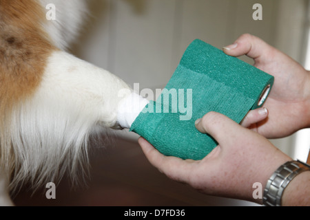 Australian Shepherd mit bandage Stockfoto
