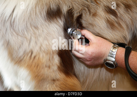 Werfen Sie einen hören am Herzen Stockfoto